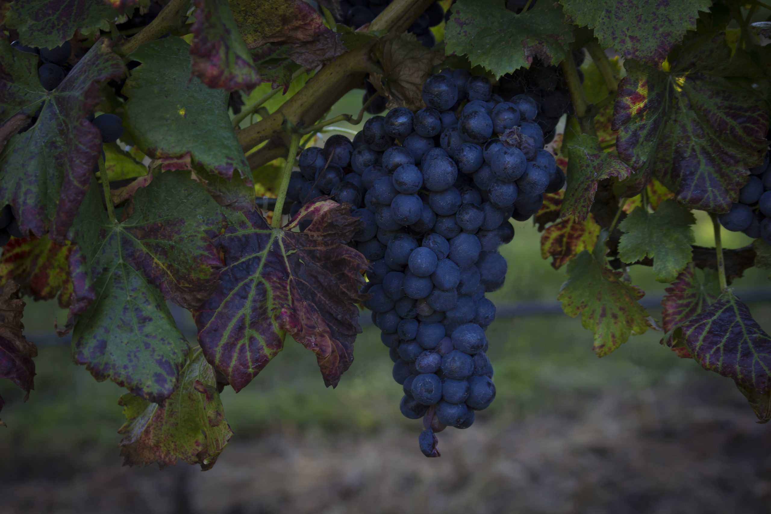 Blue Mountains & Upper Hunter Pub Tour